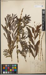 Foto von Salix purpurea L.